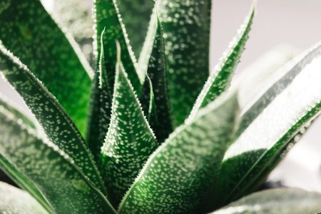 alex-holyoake-NvSNgH0cons-unsplash-scaled